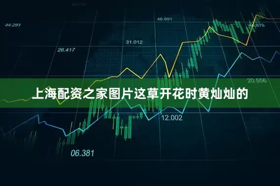 上海配资之家图片这草开花时黄灿灿的